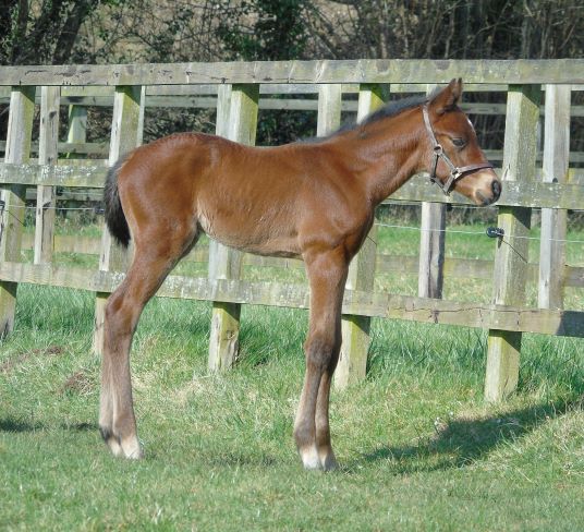 2022 colt by Iffraaj